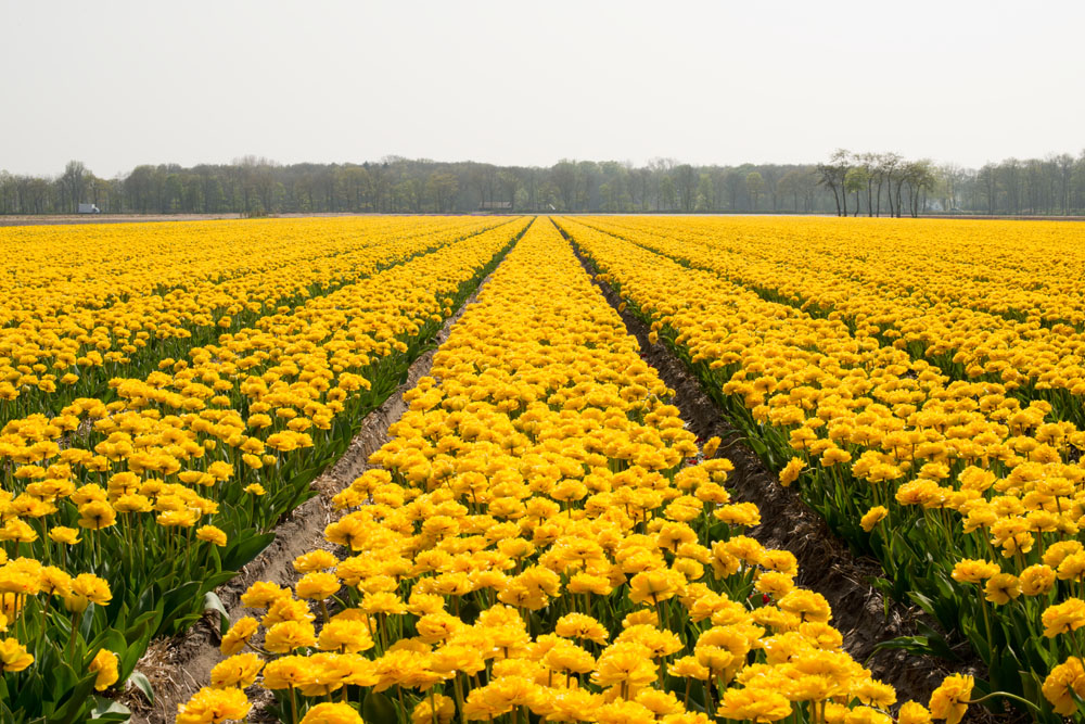 holland tulip fields_008.jpg