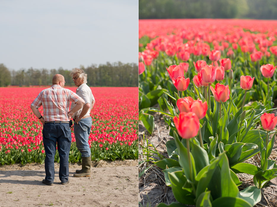 holland tulip fields_010.jpg