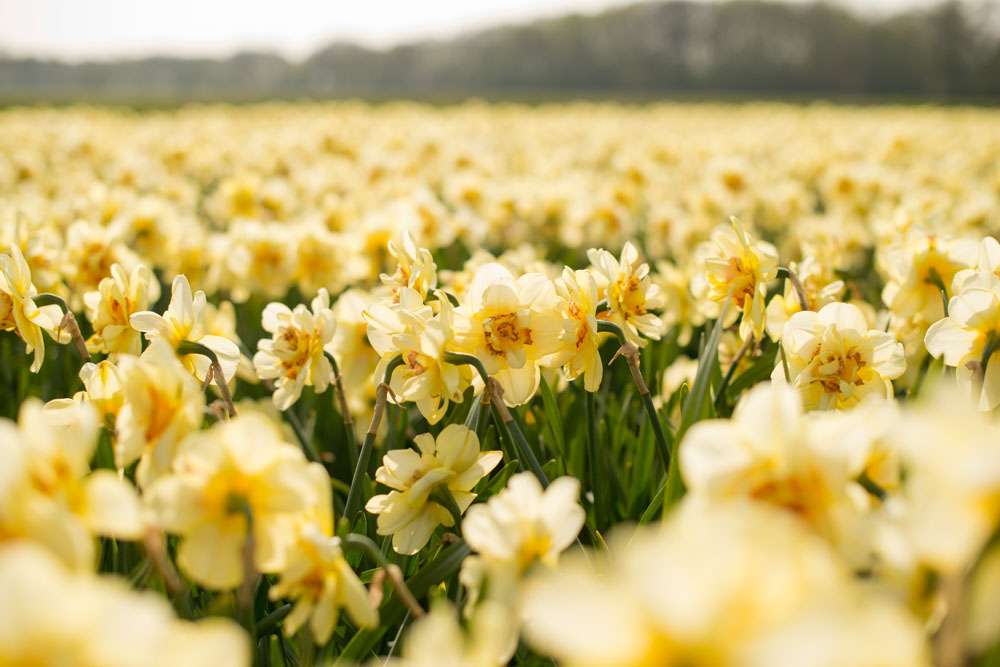 holland tulip fields_013.jpg