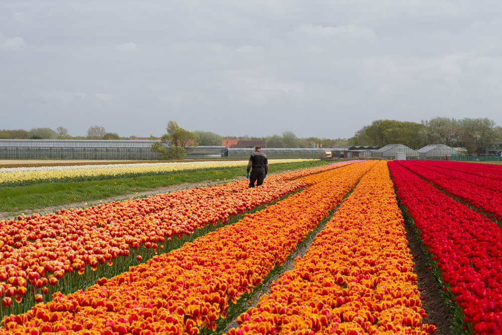 holland tulip fields_021.jpg
