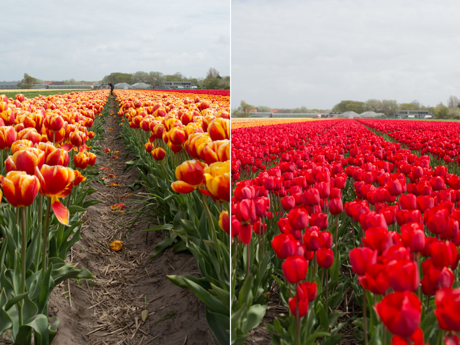 holland tulip fields_023.jpg