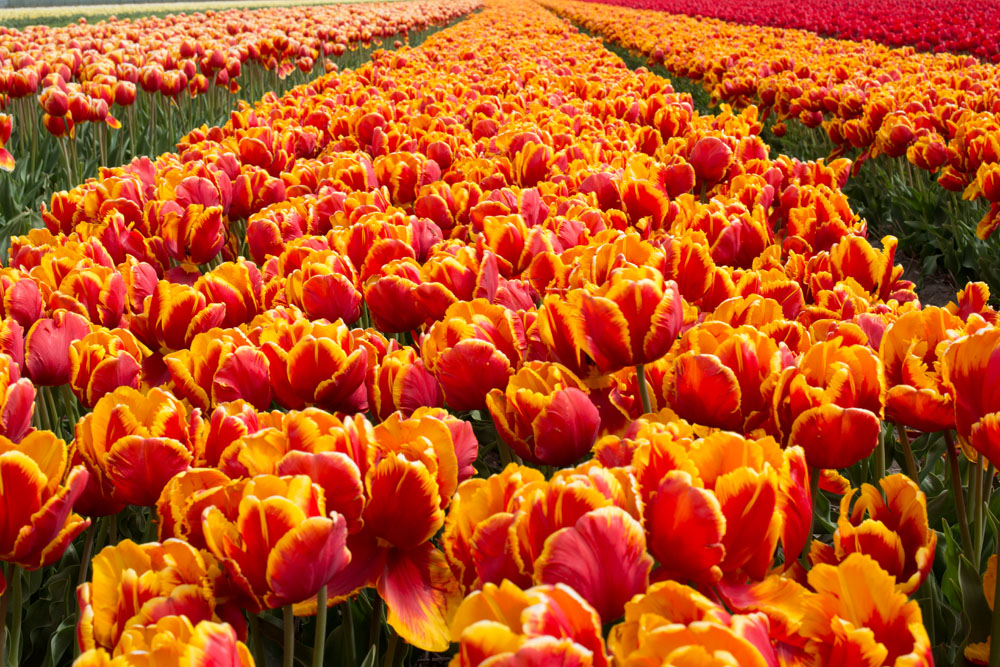 holland tulip fields_022.jpg