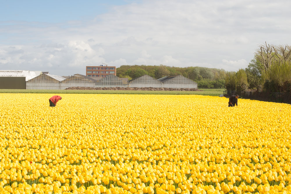 holland tulip fields_024.jpg