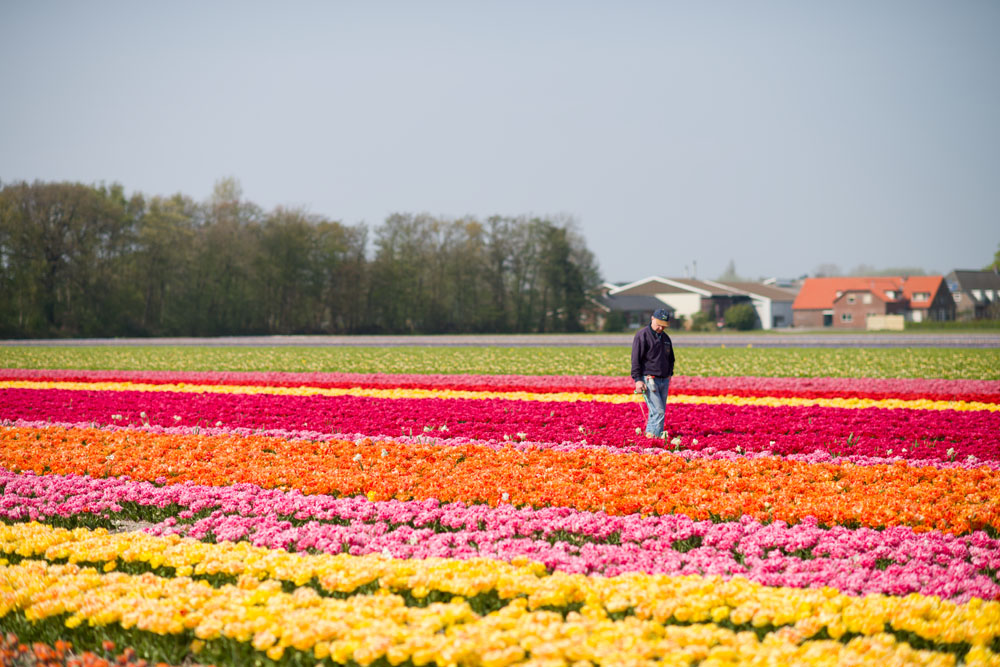 holland tulip fields_025.jpg