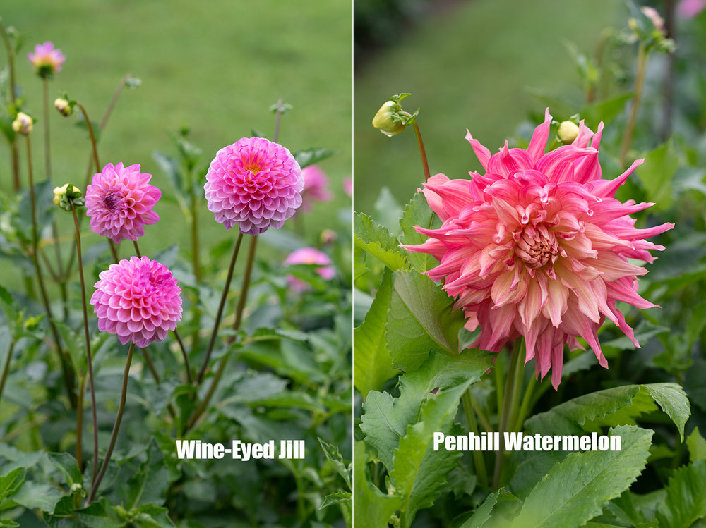 Project_Dahlias20180910_0005.jpg