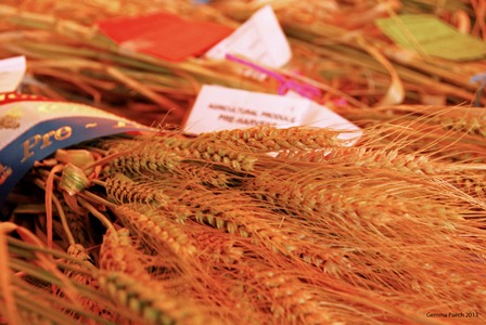 Photo courtesy of&nbsp;http://show.callington.net.au