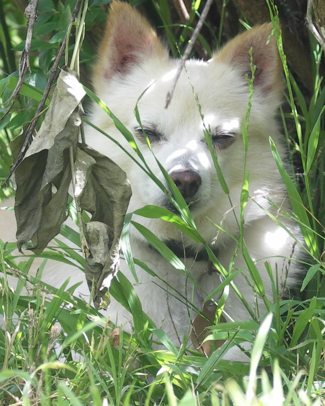 Chi in the Shade