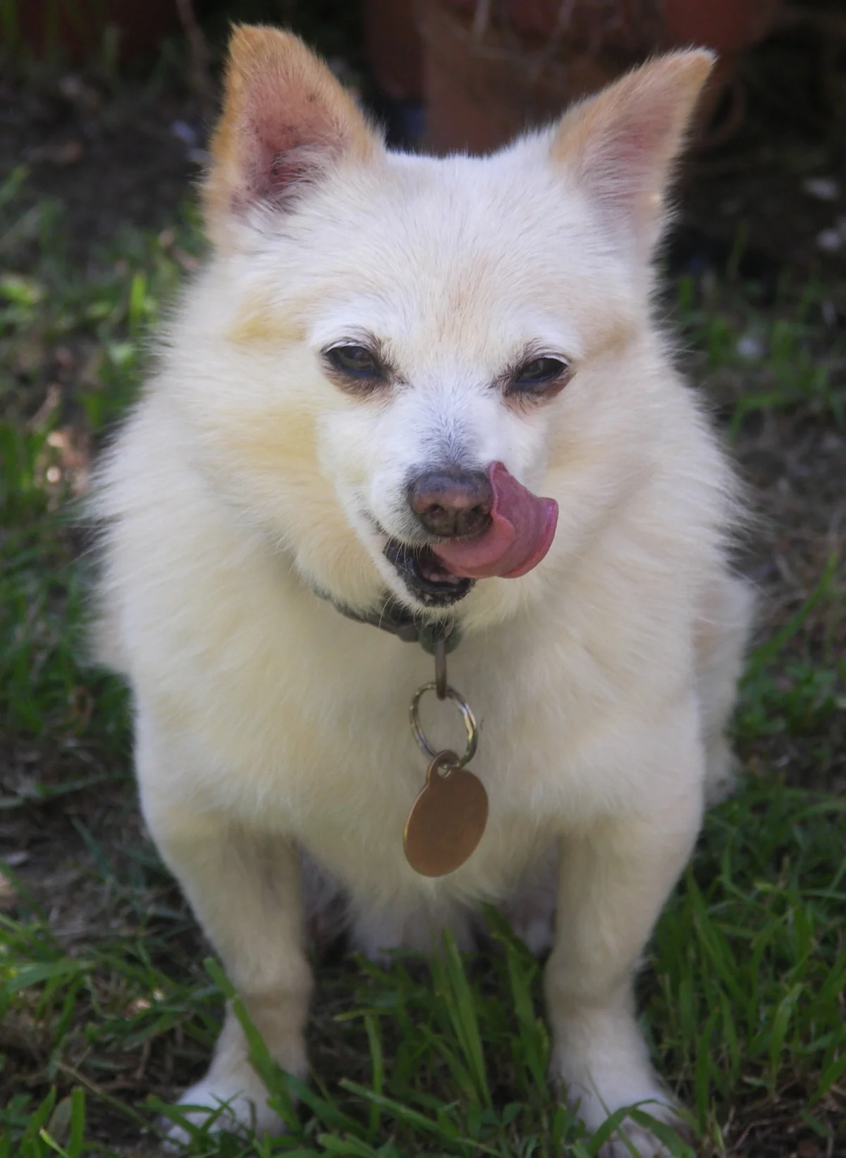 Chi in the Backyard