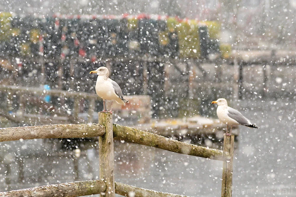 Snowy Gulls