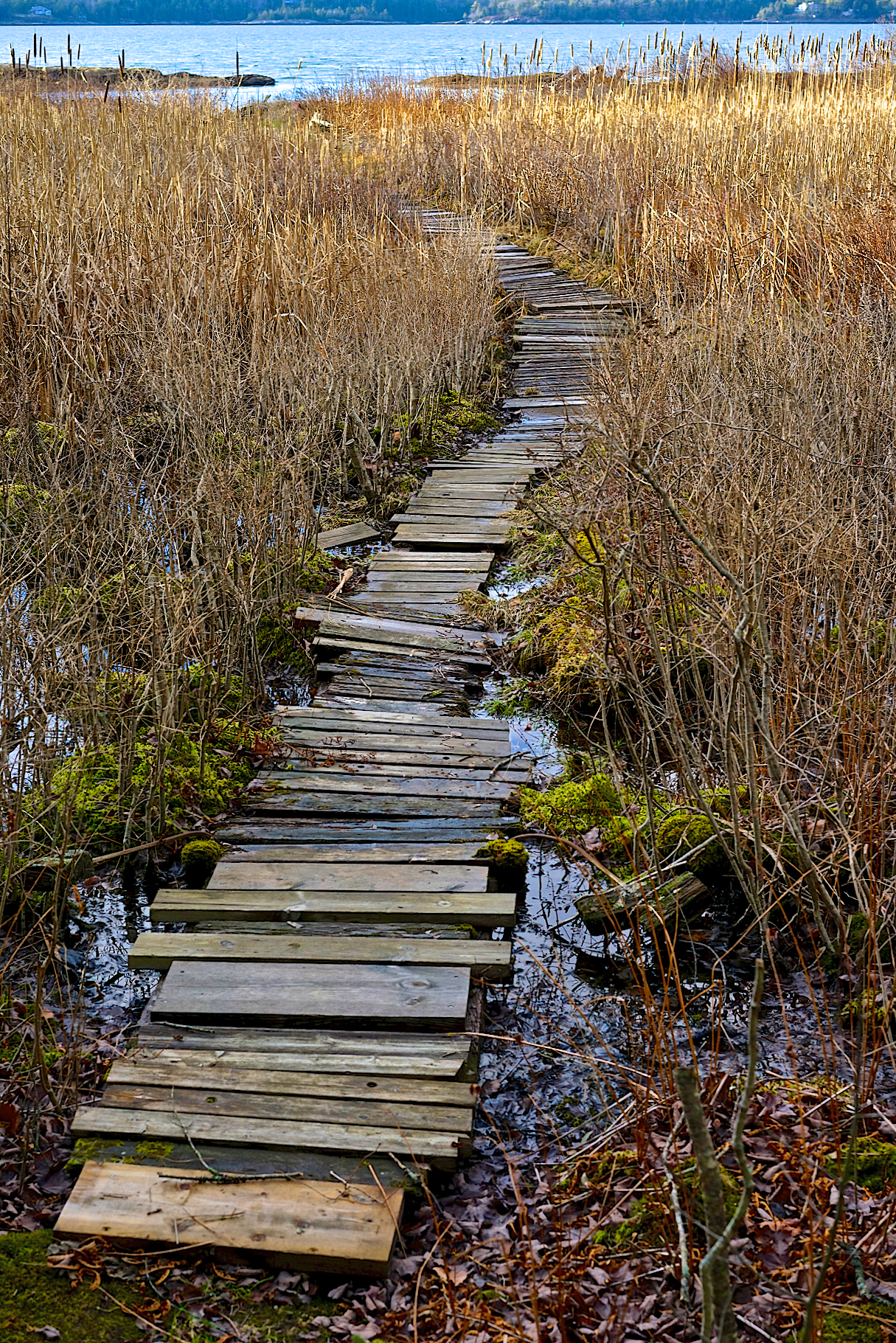 Ocean Path