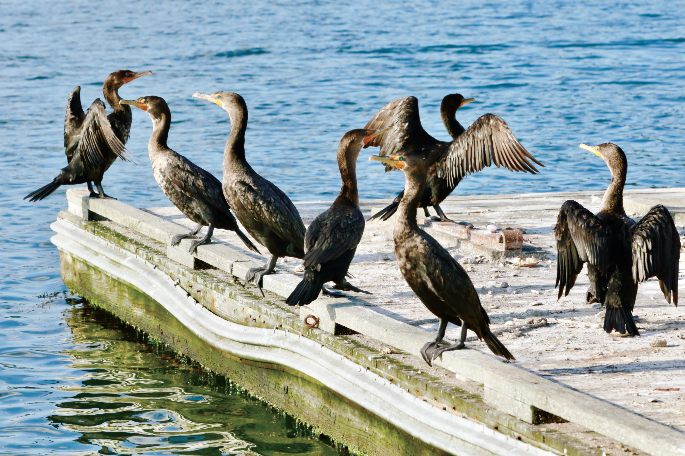 October | Cormorants