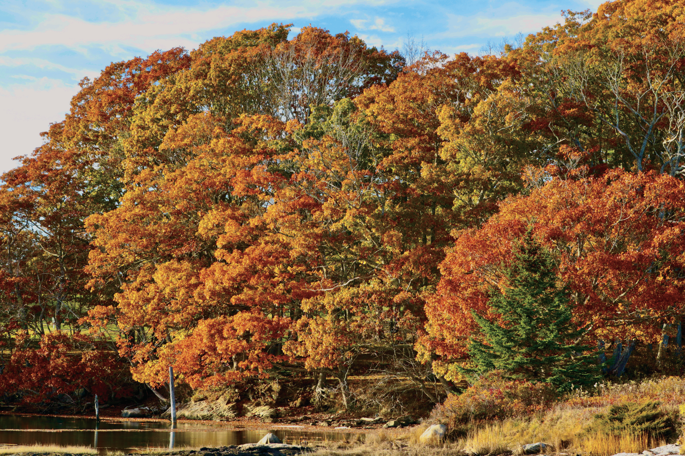 November | Oak Point, Land Trust