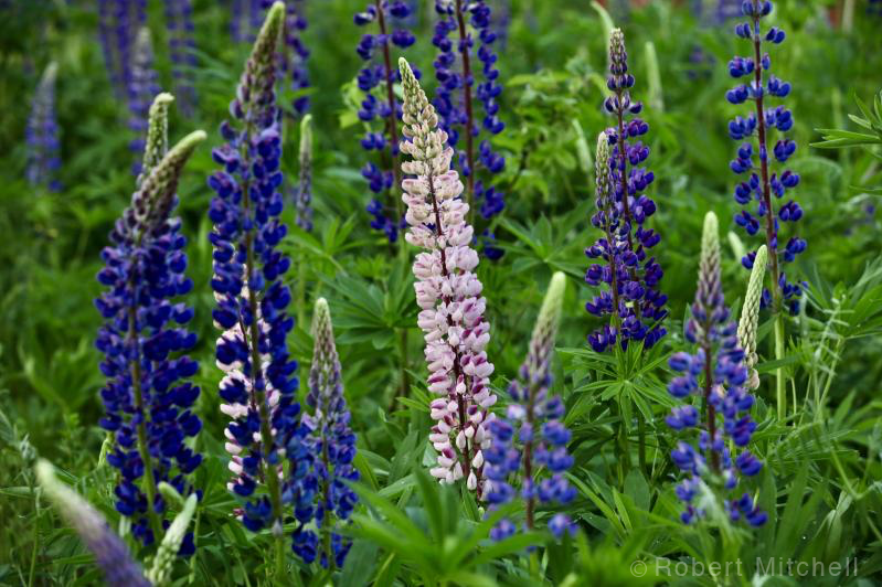 "Lupine" by Robert Mitchell