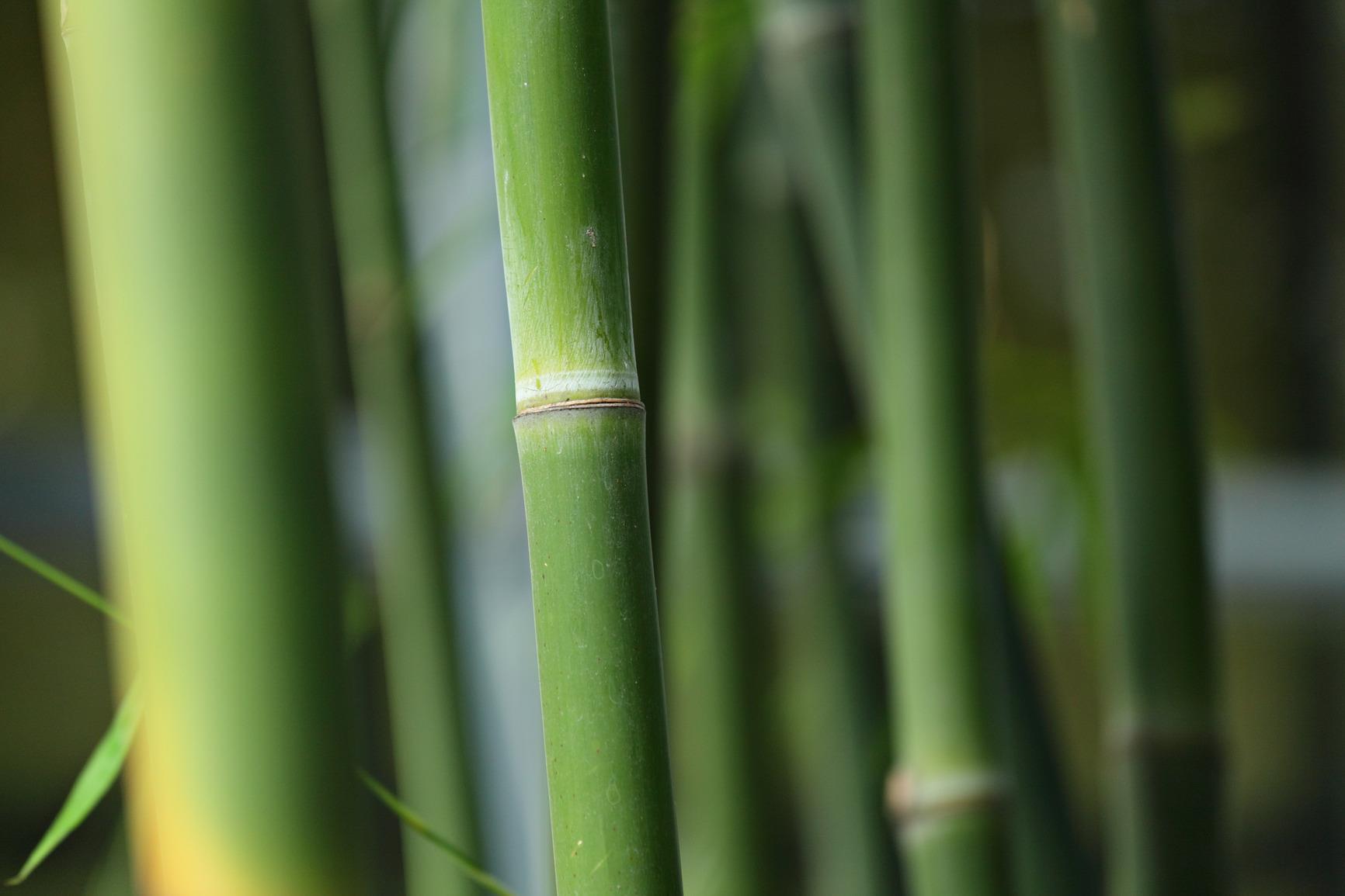 Bamboo.jpg