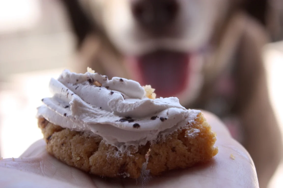 Cocoa the Dog admires Peanut Butter Nutella / Photo credit: Susannah Breslin