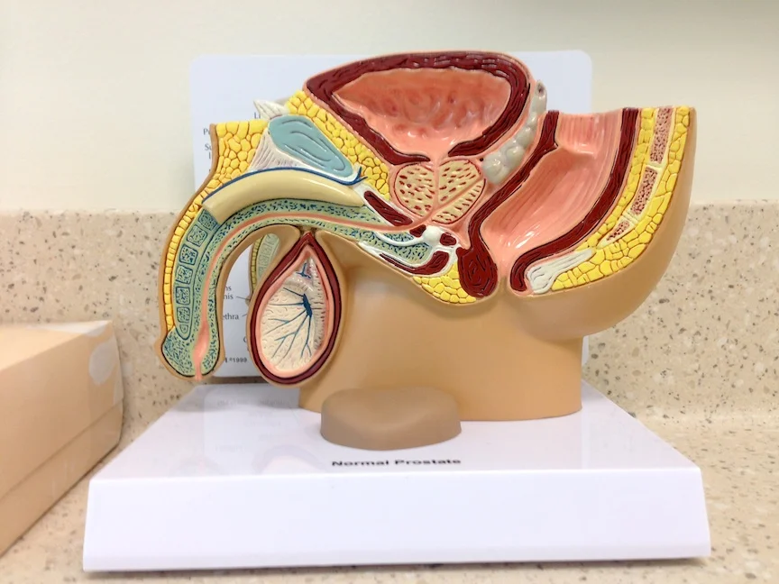 Normal prostate, Chicago, IL / Photo credit: Susannah Breslin