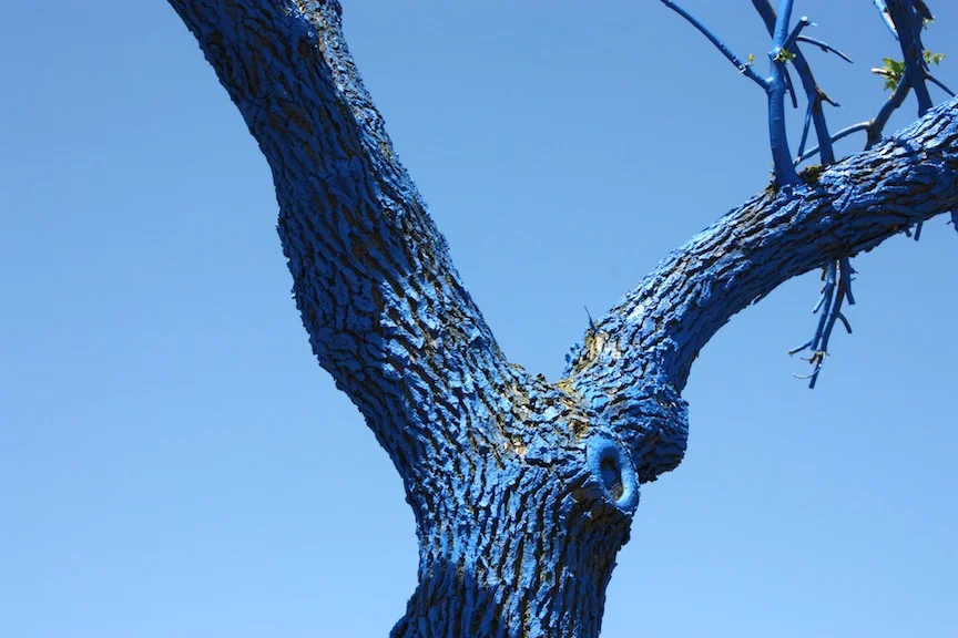 Blue tree / Photo credit: Susannah Breslin
