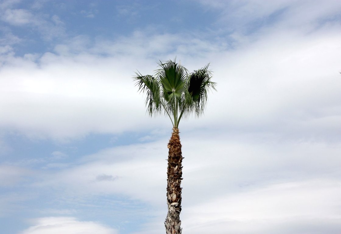 Palm, Burbank, CA / Photo credit: Susannah Breslin