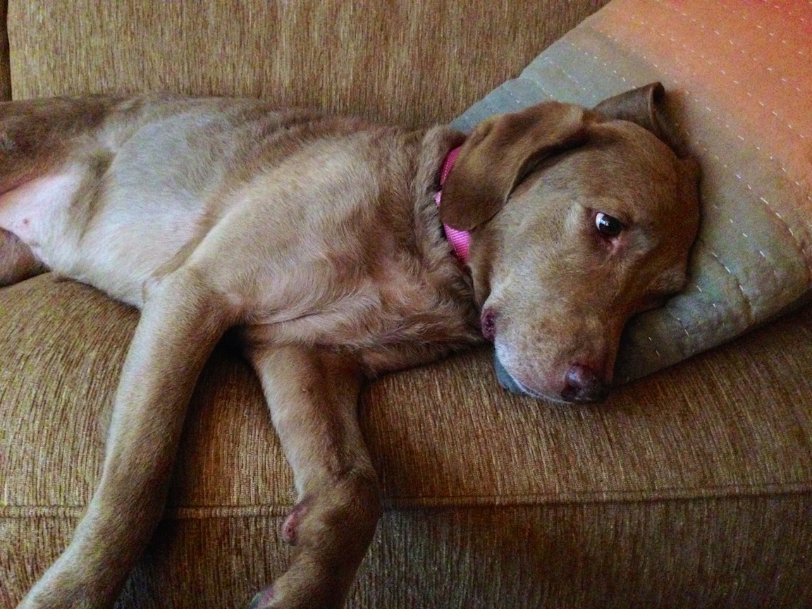 Dog, Naples, FL / Photo credit: Susannah Breslin
