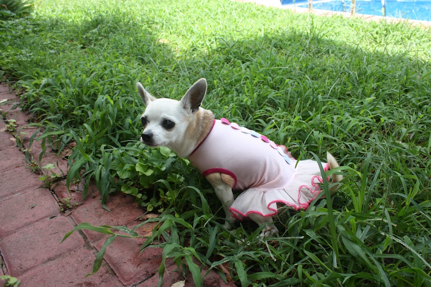 Chihuahua in tutu, Norfolk, VA | Photo credit: Susannah Breslin