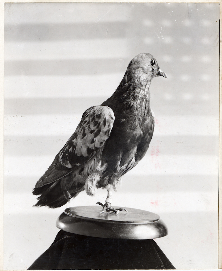 Cher Ami (Photo credit: Smithsonian Institution )