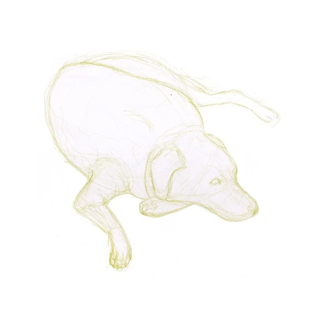 LABRADOR #sketch #draw #design #labrador #puppy #practice