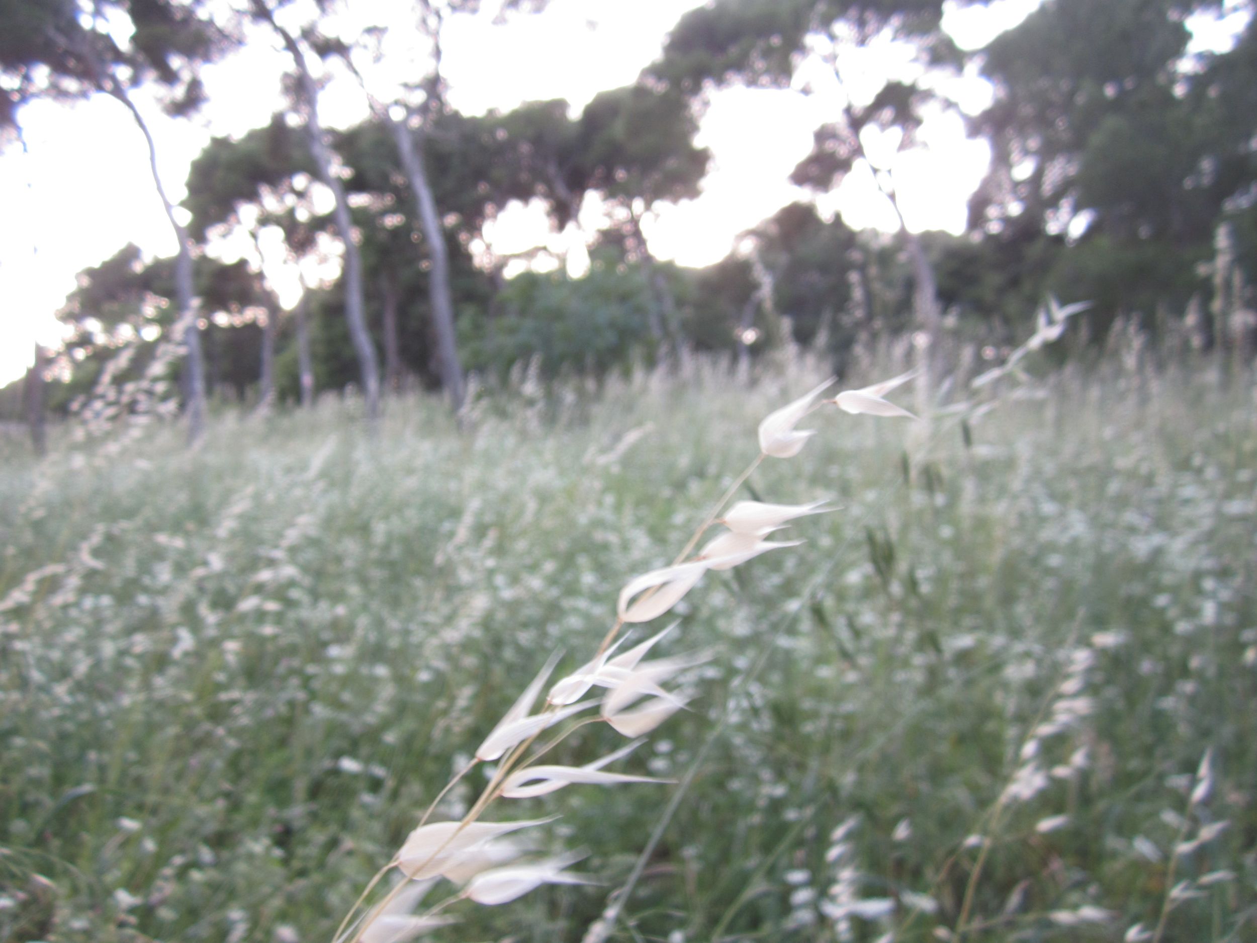 Blowing grass_split.jpg