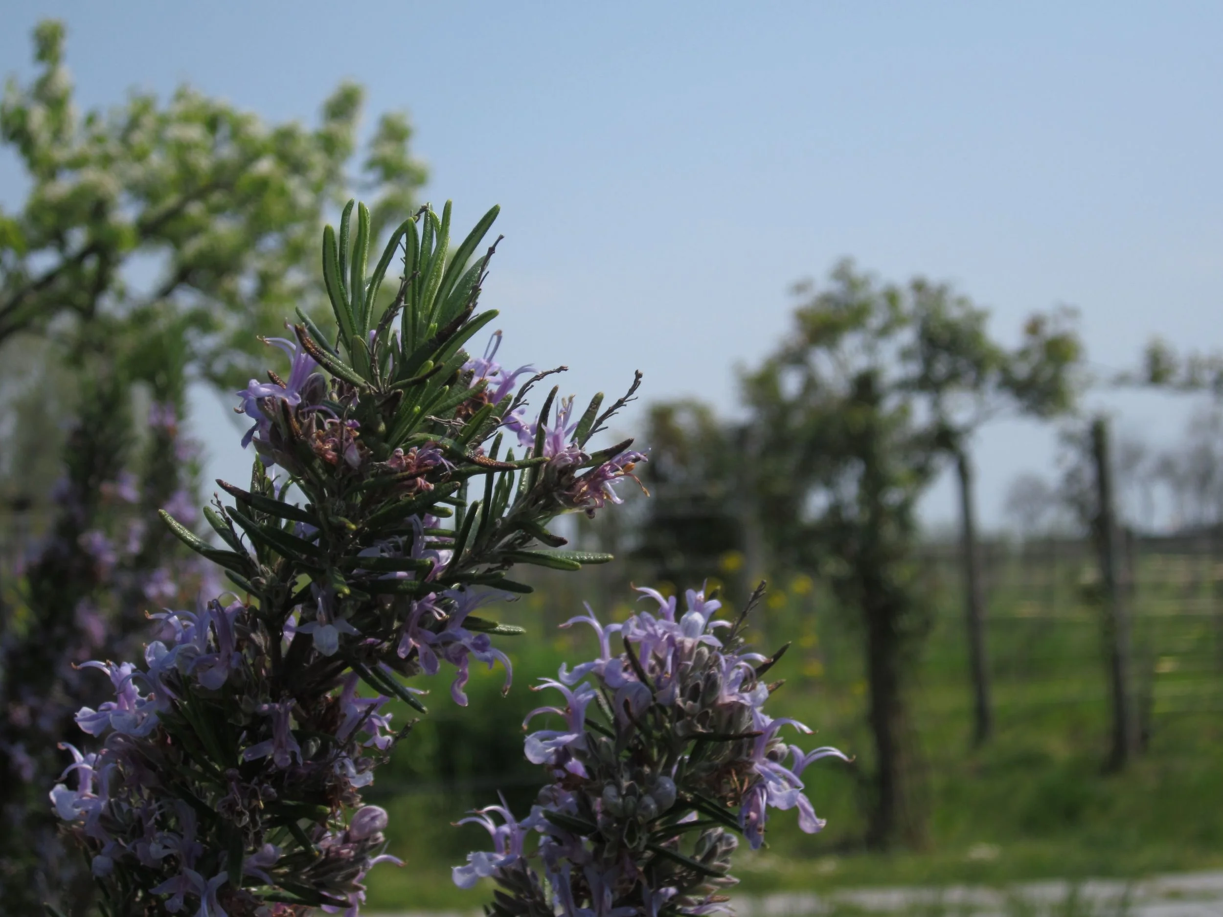 lavendar flowers.jpg