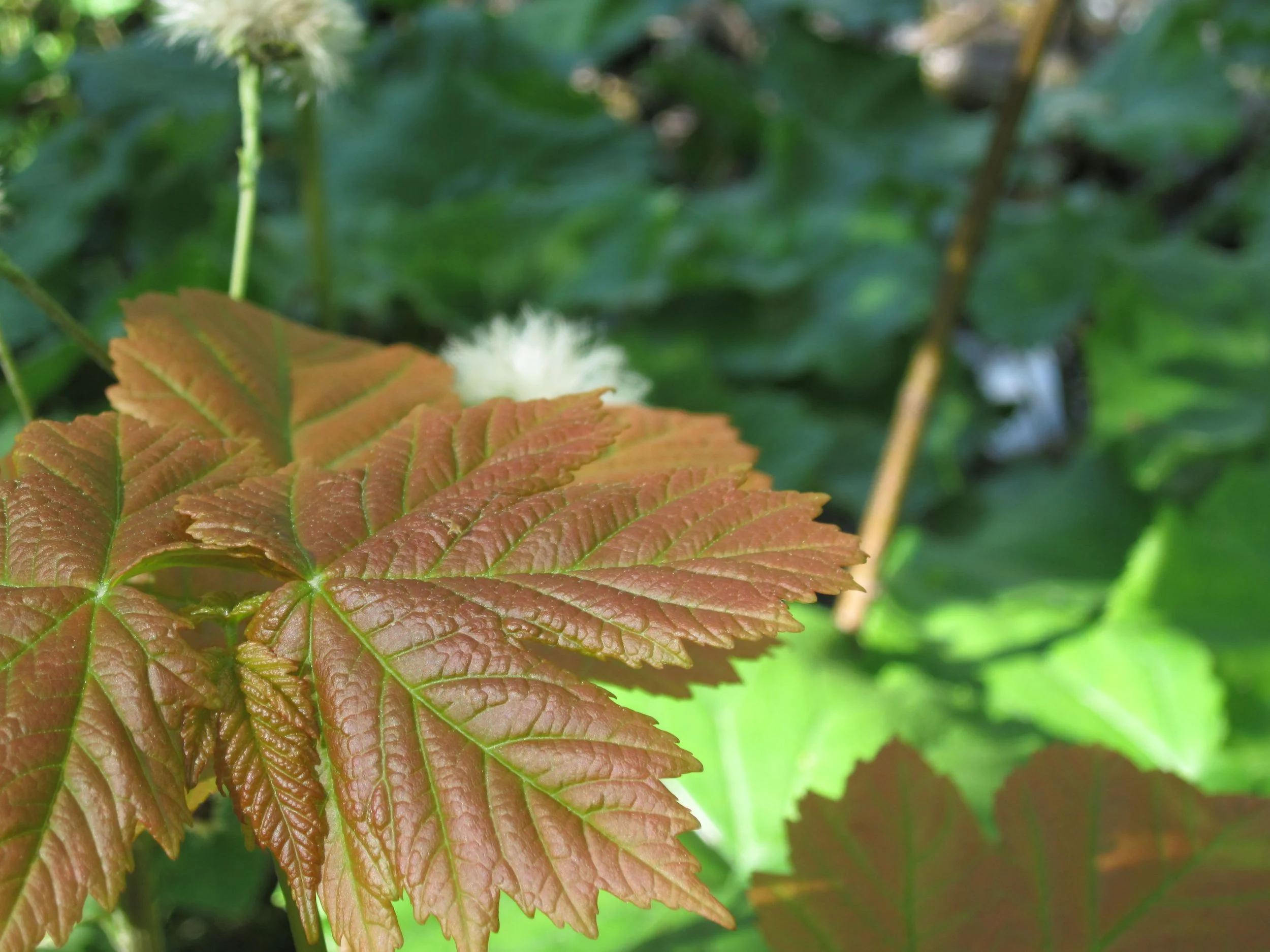 plevitce_red leaf.jpg