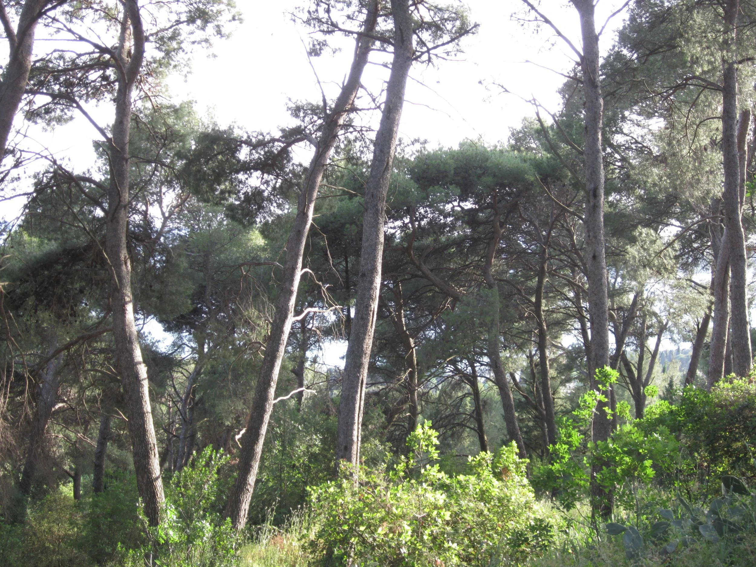 Pine woods_Split.jpg