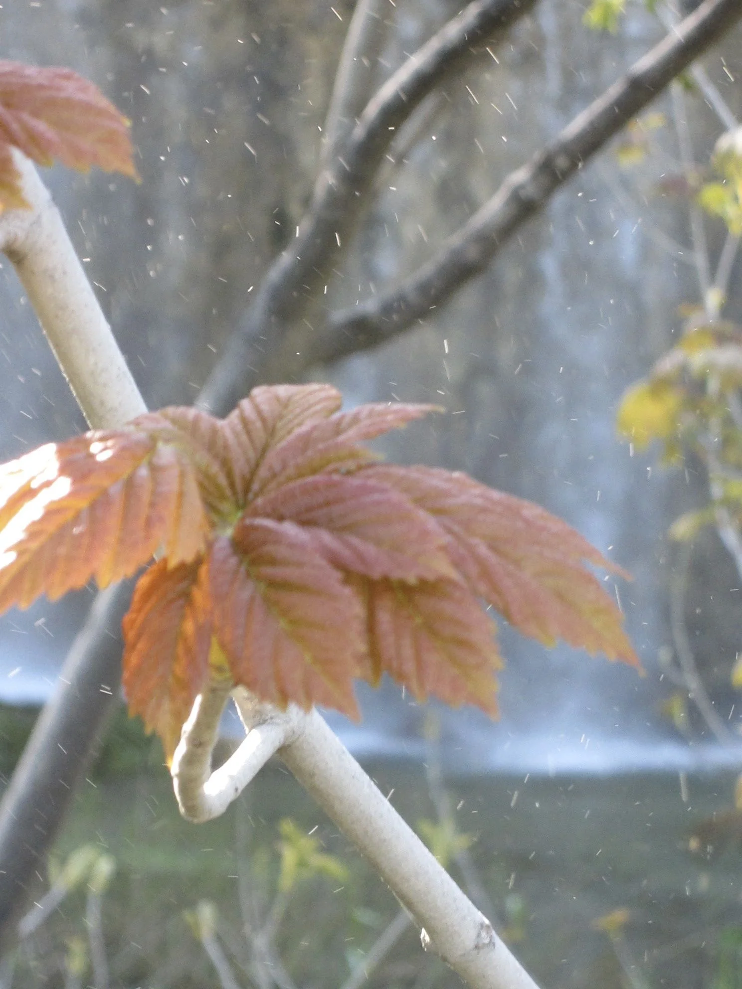 red leaf_plevitce.jpg