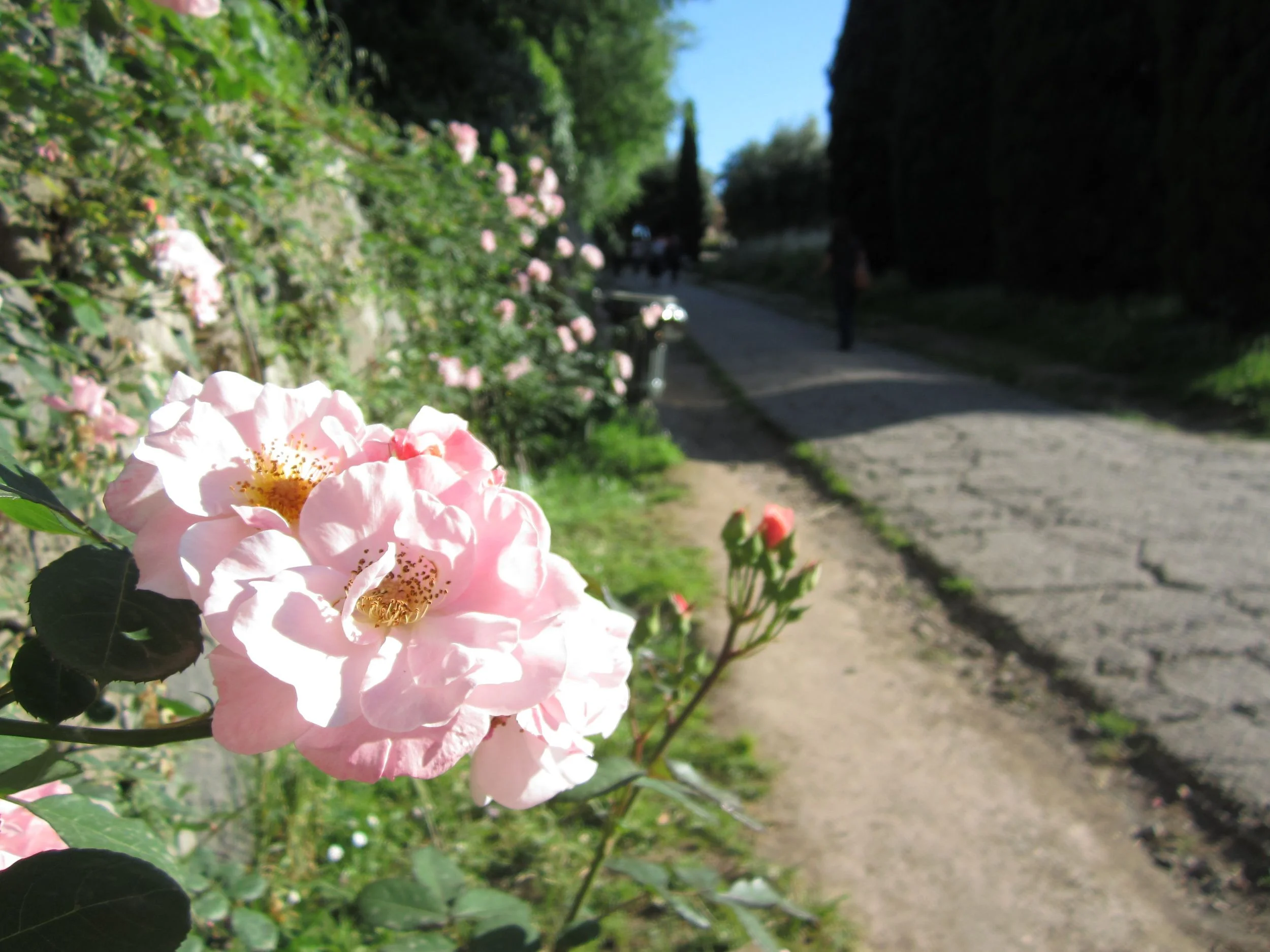 Rose_rome.jpg