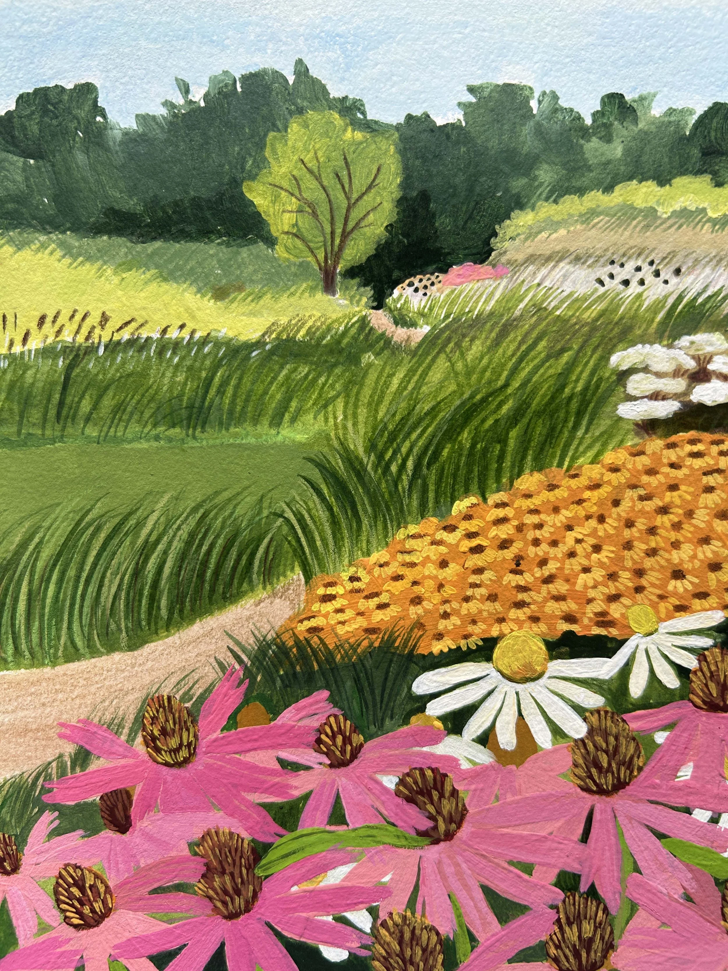 Echinacea Close Up.jpg