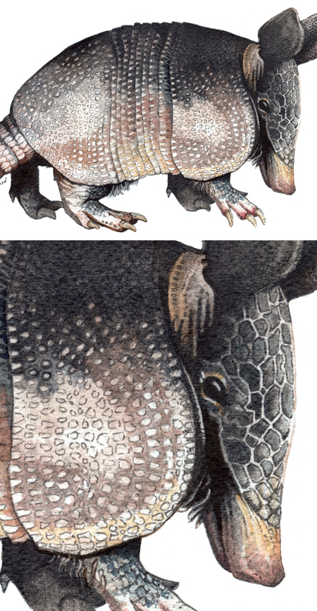 armadilloblog