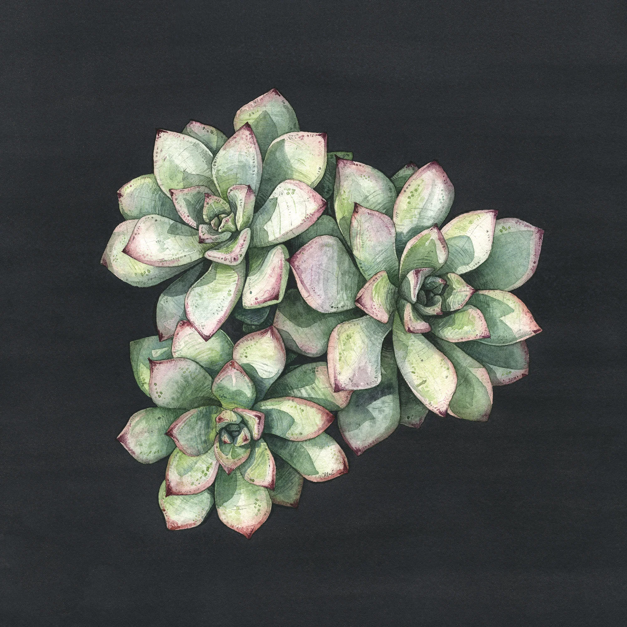 Echeveria | Art for the People Exhibition