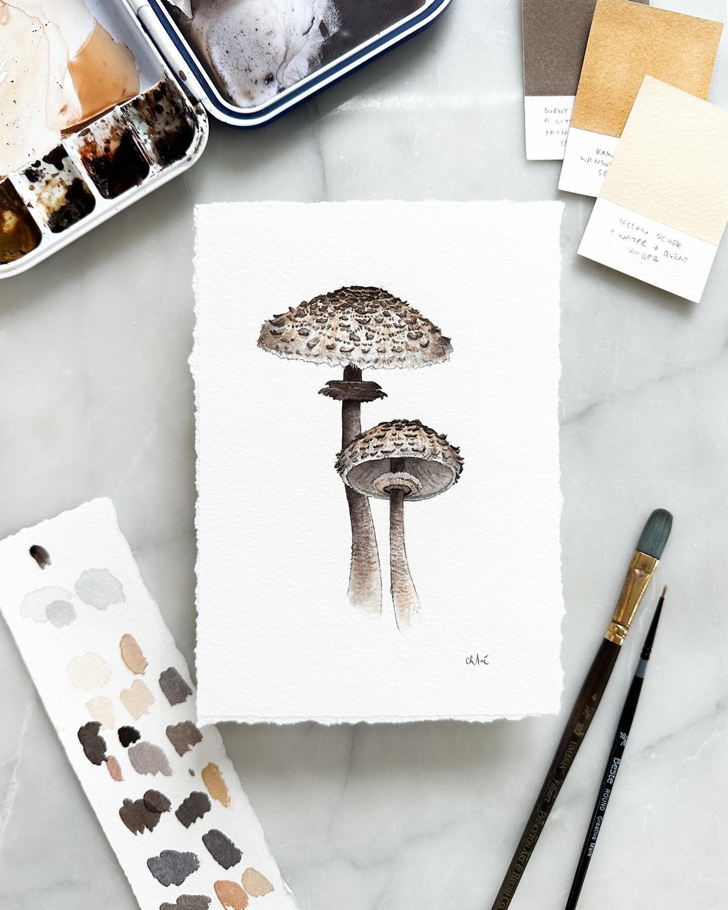 Rounding out my new mushroom series with this pair! These are parasol mushrooms, they are edible and can grow to be quite large.

All three new mushroom original paintings are available as well as $10 mini prints of each.

Link in bio!

What mushroom