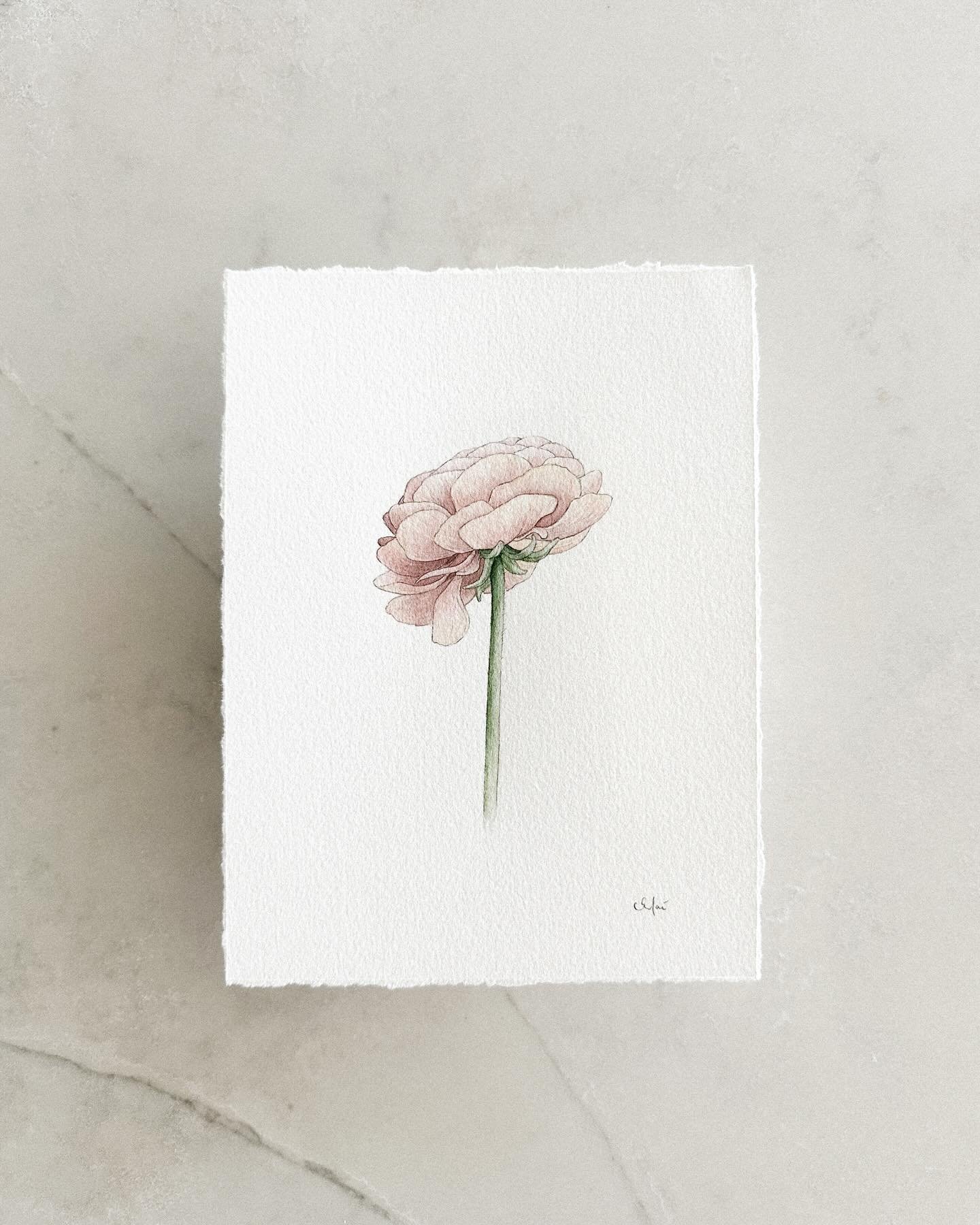 Inspired by the beautiful flowers grown by @cassiopeiafarm, this little painting is of an Elegance &lsquo;Salmone&rsquo; Ranunculus. I don&rsquo;t have plans to turn it into a print or sticker, so this original watercolor could be an exclusive, one-o