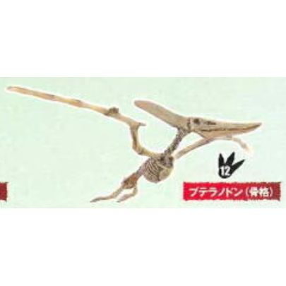12 Pteranodon fossil.PNG