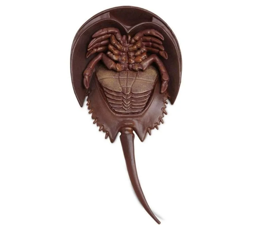 Horseshoe Crab 261429 underside.JPG