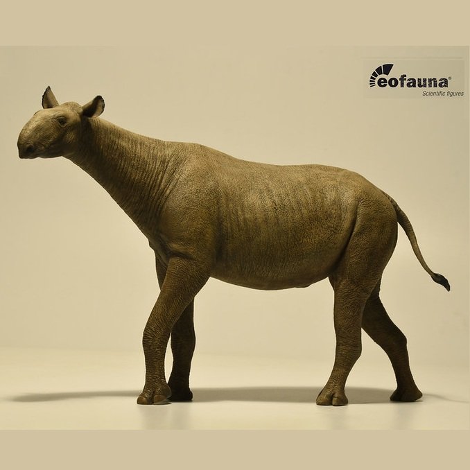 Paraceratherium A 2026.jpg