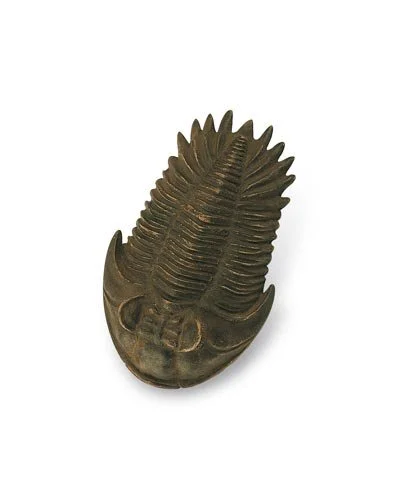 Trilobite 58404.jpg