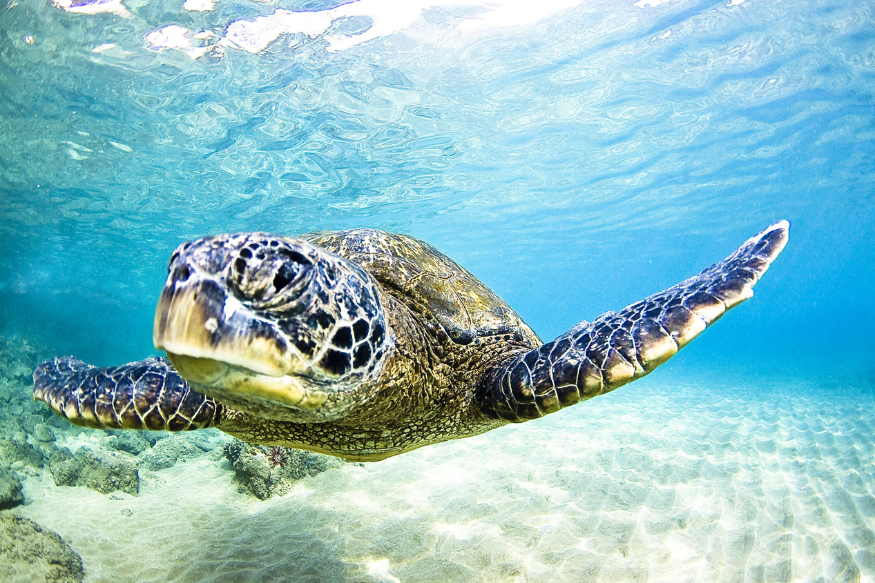 Turtle Time
