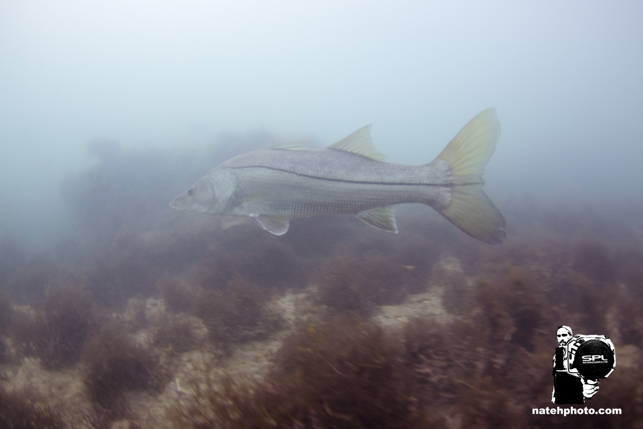Big Snook! 