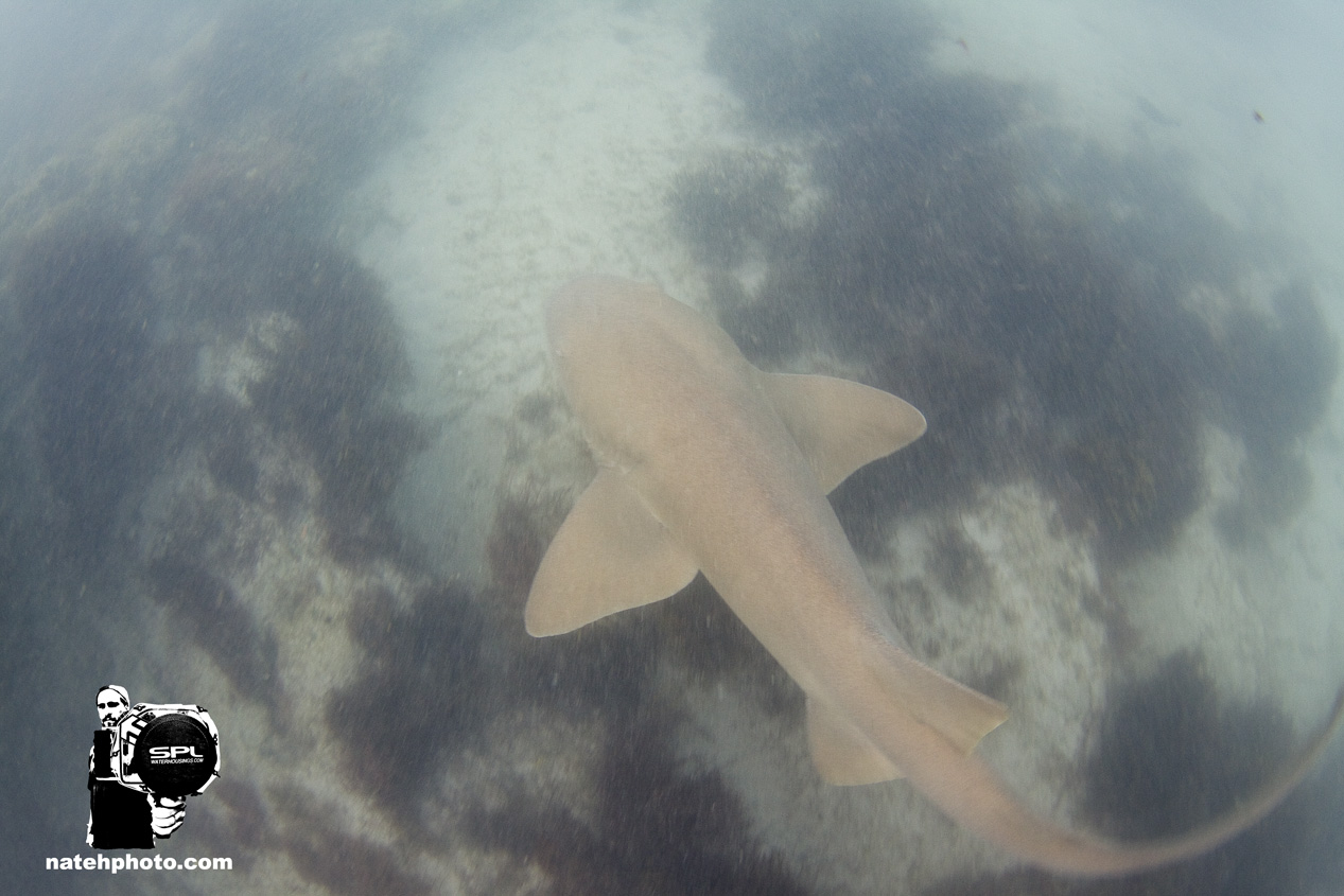 Here's a little nurse shark I found close to shore. This is the first Nurse Shark I have ever swam with! Really stoked to see her this morning! 