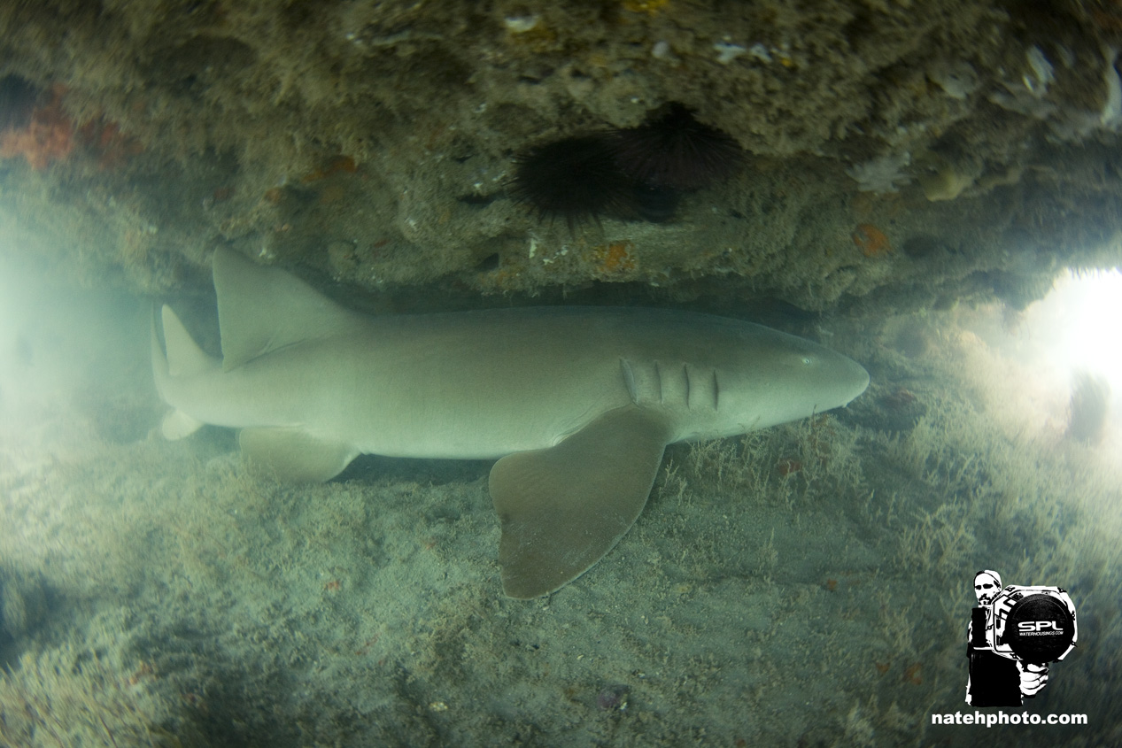 And I saw this Nurse Shark's tail sticking out from under the ledge. I dove down to find that she was pretty big! I would say close to six feet or so. 