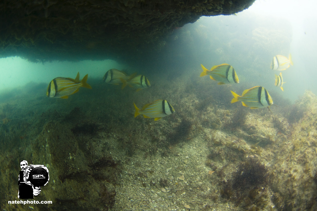 Reef fish in the structure. /;
