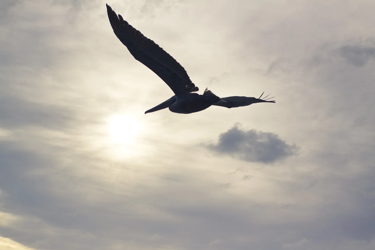 Pelican's Surf. 
