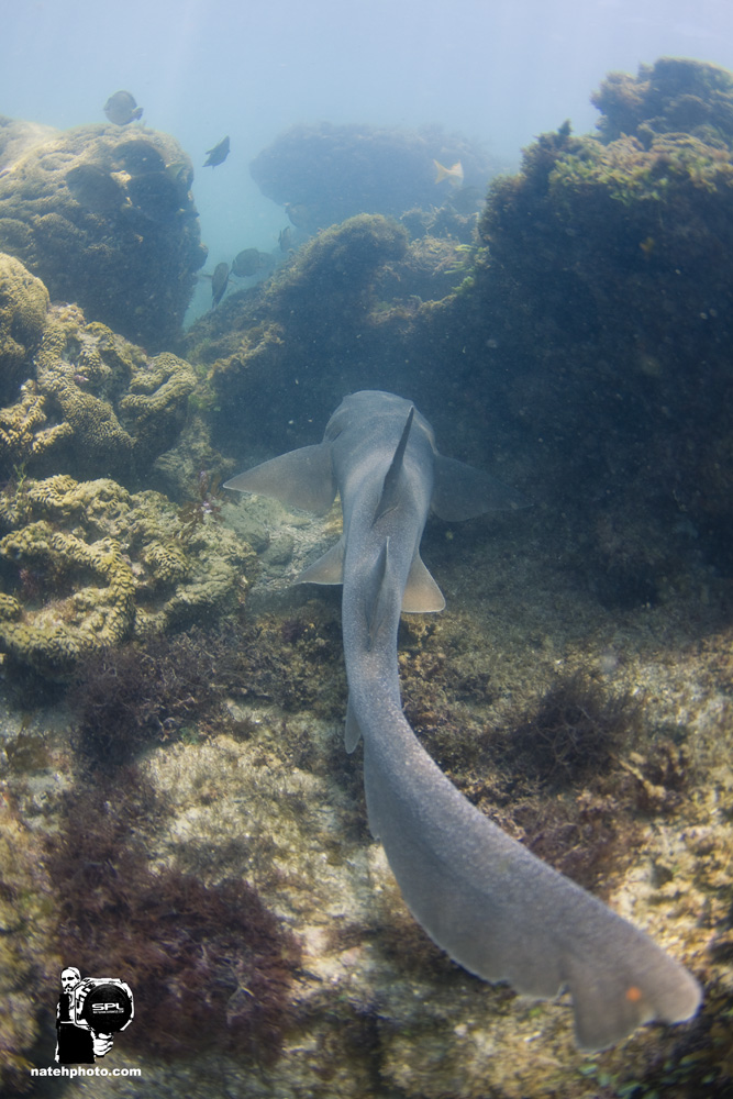I ran into at least five nurse sharks today. it seemed that they were all over. I even got to swim with this one for a bit. 