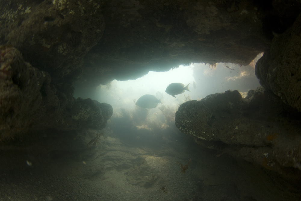 I never would have guessed to find structures like this in Florida. I could not be happier!! I enjoy underwater caves more than anything else. They are always teeming with life! 