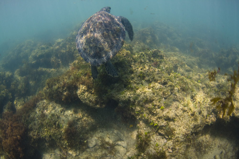 I even found a couple Honus today! Man, its not like Maui. These turtles take of the second they know you are there. Skittish fellows... Just glad to get a couple shots of a few turtles. 